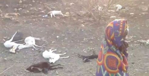 deaths-of-cattle-ethiopia