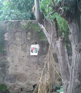 13895322_315922245464518_1980774746114202586_n